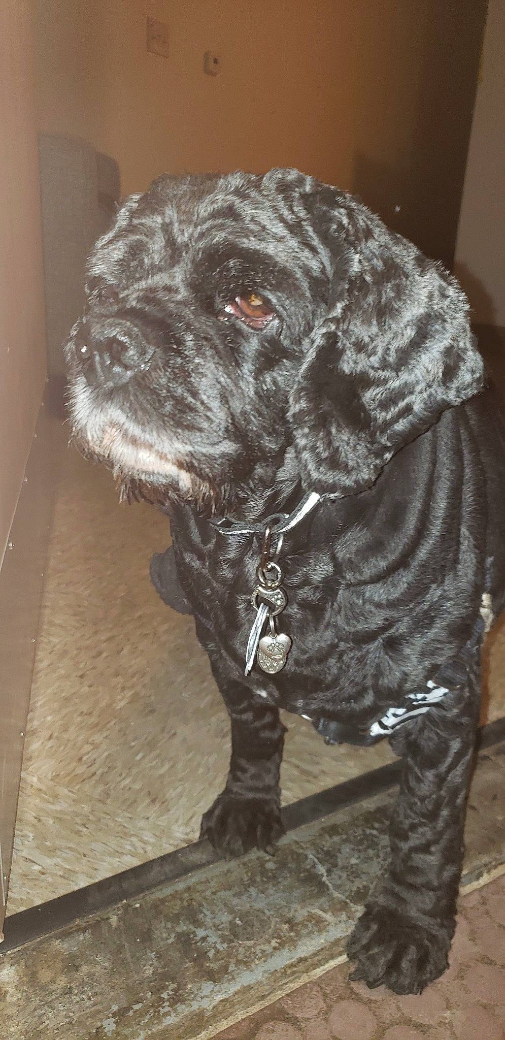 Chy joined the competition — help win amazing prizes! canidae, carnivore, cavapoo, cockapoo, dog, dog_breed, mammal, portuguese_water_dog, puppy, schnoodle, sporting_group, working_dog