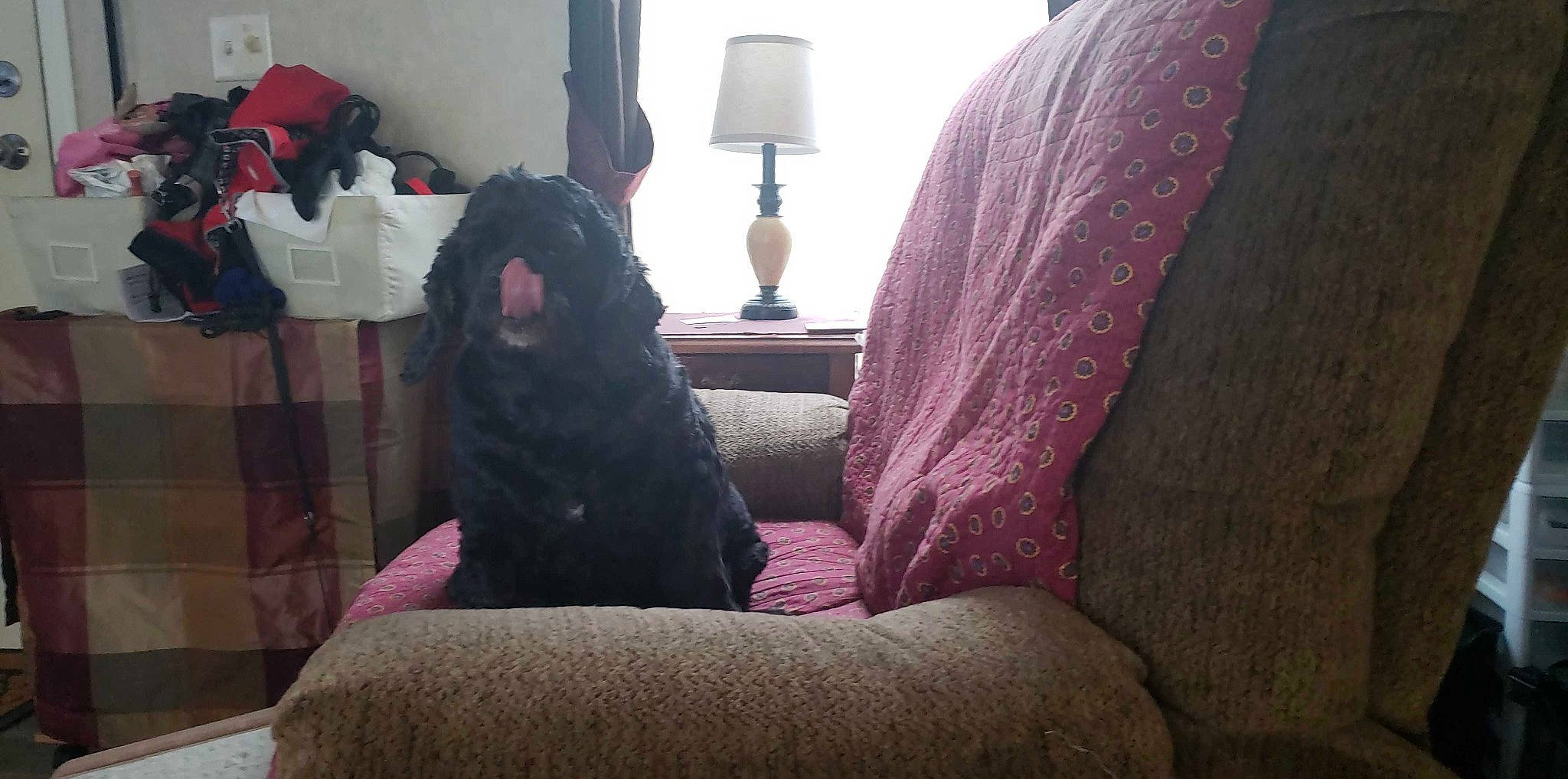 Chy is registered to the contest to win money with this photo: canidae, chair, comfort, couch, dog_breed, fur, furniture, neck, non_sporting_group, pink, poodle, room, sporting_group