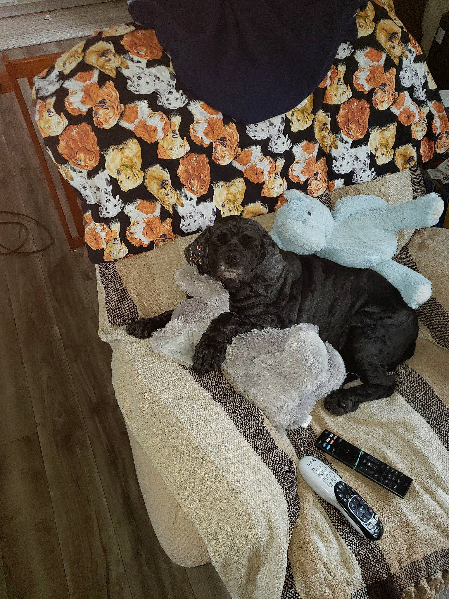 Chy joined the competition — help win amazing prizes! beige, canidae, carnivore, dog, dog_breed, floor, flooring, labrador_retriever, linens, non_sporting_group, pointer, puppy, retriever, sporting_group, wood