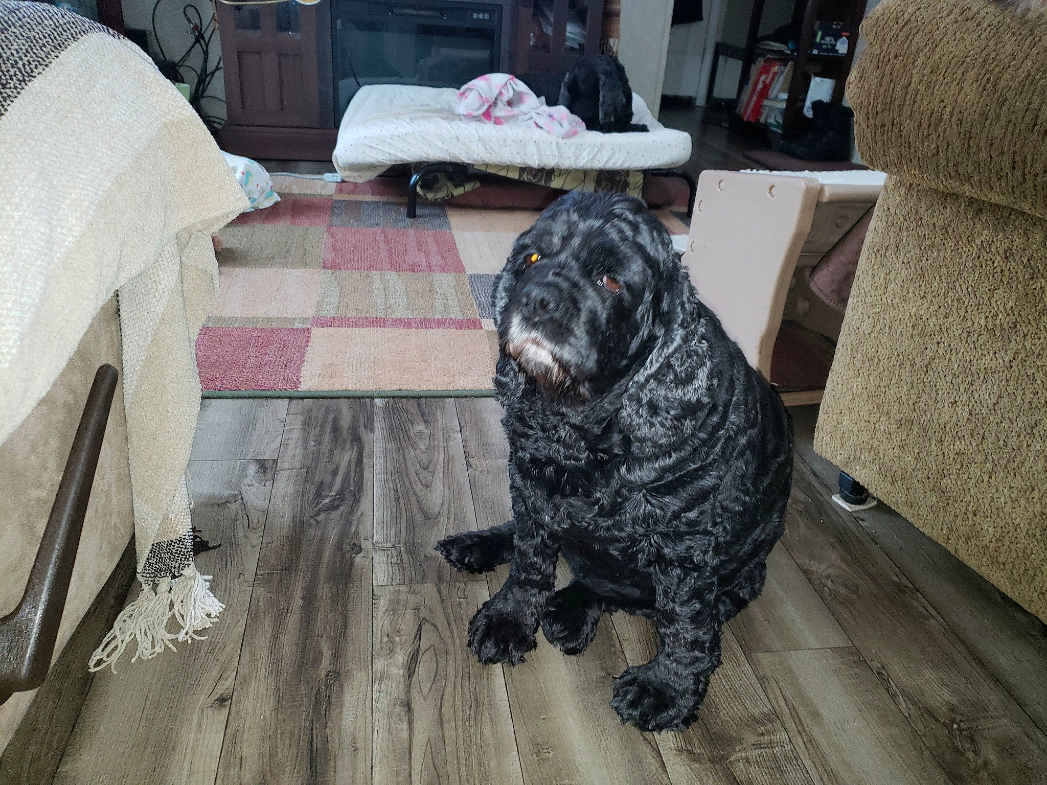 Charlotte is registered to the contest to win money with this photo: canidae, carnivore, dog, dog_breed, mammal, spaniel, sporting_group