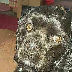 Jazmin joined the competition — help win amazing prizes! borador, canidae, carnivore, companion_dog, dog, dog_breed, fur, non_sporting_group, snout, sporting_group, terrestrial_animal, whiskers, working_animal