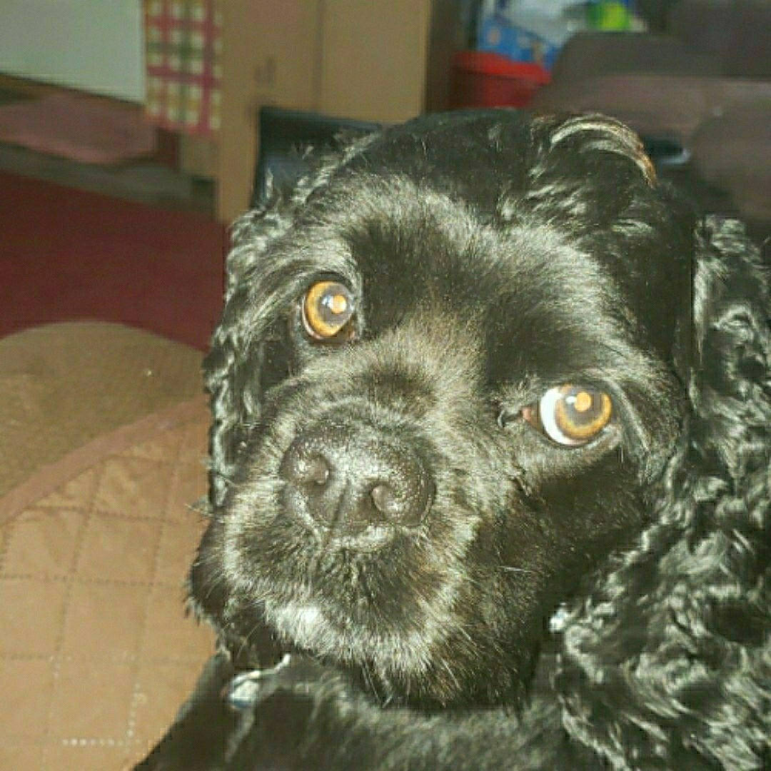 Jazmin is registered to the contest to win money with this photo: borador, carnivore, companion_dog, dog, dog_breed, fur, gun_dog, liver, pet_supply, retriever, snout, sporting_group, terrestrial_animal, whiskers, working_animal