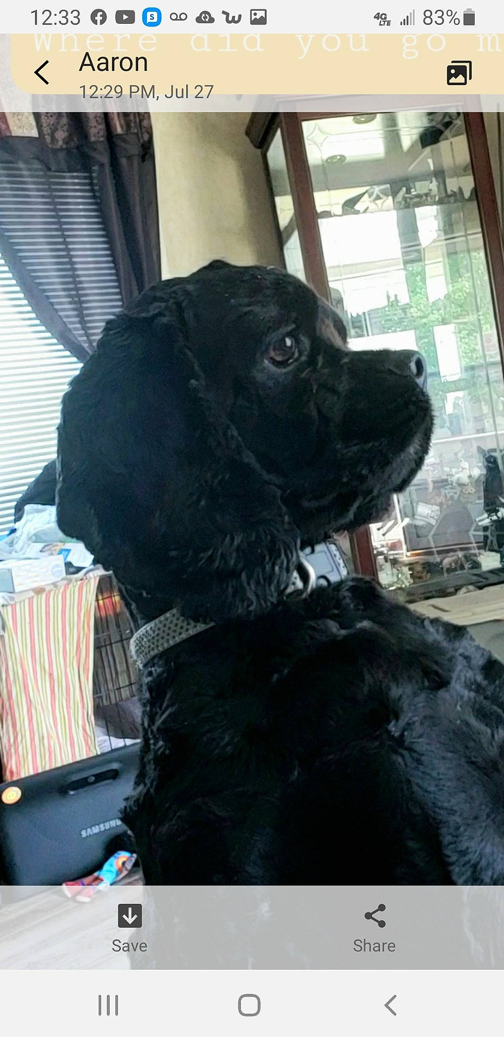 Jazmin is registered to the contest to win money with this photo: canidae, carnivore, companion_dog, costume, curtain, dog, dog_breed, event, fur, non_sporting_group, snout, sporting_group, terrestrial_animal, whiskers, window, working_animal