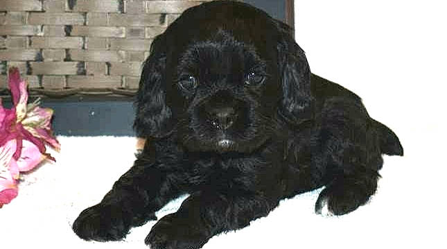 Jaz joined the competition — help win amazing prizes! canidae, carnivore, cocker_spaniel, companion_dog, dog, dog_breed, fur, liver, non_sporting_group, pattern, spaniel, sporting_group, tail, terrestrial_animal, toy_dog, water_dog, working_animal, working_dog