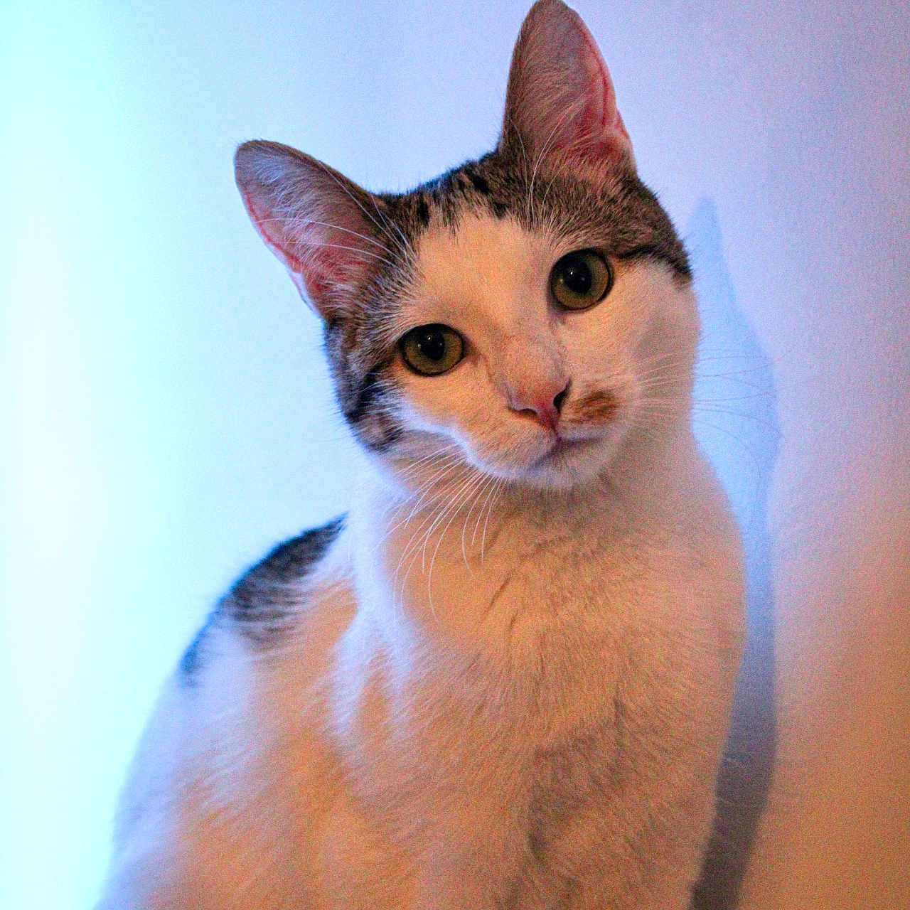 Mushu a rejoint le concours — aidez-le/la à gagner de superbes lots ! abyssinian, angora, animal, cat, egyptiancat, kitten, manx, pet, siamese