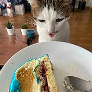 Mushu a rejoint le concours — aidez-le/la à gagner de superbes lots ! animal, birthdaycake, bread, cake, canine, cat, cheesecake, cream, cutlery, dessert, dog, food, foodpresentation, icecream, icing, kitten, pet, plant, plate, spoon