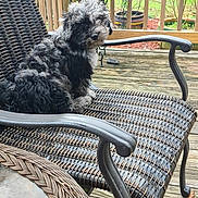 Patches joined the competition — help win amazing prizes! dog, puppy, curly_hair, black, gray, wicker_chair, outdoor, deck, wooden_floor, garden, potted_plant, fence, pet, sitting, cute, animal, fur, chair, backyard, curious