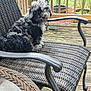 dog, puppy, curly_hair, black, gray, wicker_chair, outdoor, deck, wooden_floor, garden, potted_plant, fence, pet, sitting, cute, animal, fur, chair, backyard, curious