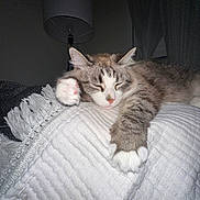Sophie is registered to the contest to win money with this photo: cat, sleeping, paw, blanket, indoor, lamp, feline, fur, cozy, resting, pet, white, gray, striped, cute, relaxed, comfort, animal, closeup, soft