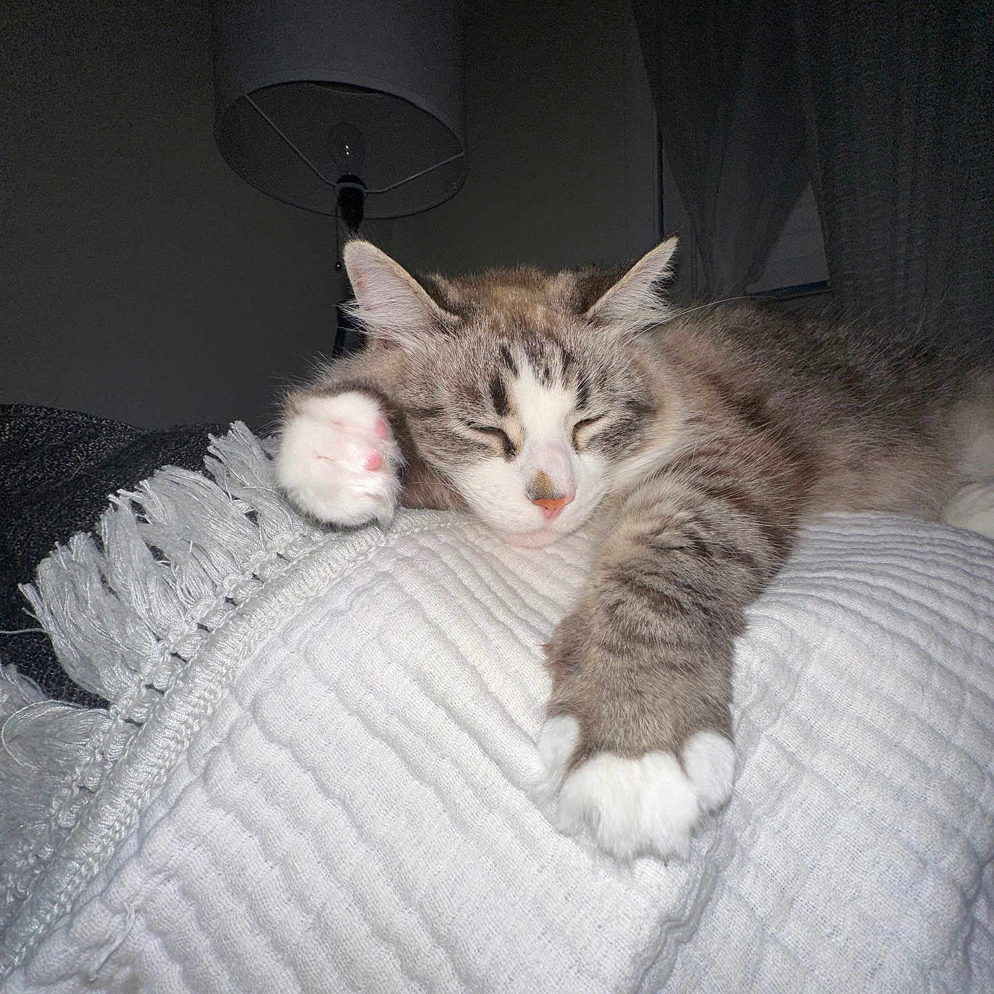 Sophie is registered to the contest to win money with this photo: cat, sleeping, paw, blanket, indoor, lamp, feline, fur, cozy, resting, pet, white, gray, striped, cute, relaxed, comfort, animal, closeup, soft