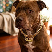 Bella a rejoint le concours — aidez-le/la à gagner de superbes lots ! dog, brown_dog, pet, indoor, necklace, gold_chain, sitting, closeup, canine, animal, portrait, furniture, floor, homedecor, living_room, domestic_animal, cute, face, ears, expression