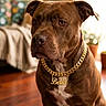 dog, brown_dog, pet, indoor, necklace, gold_chain, sitting, closeup, canine, animal, portrait, furniture, floor, homedecor, living_room, domestic_animal, cute, face, ears, expression