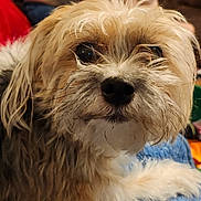 Tippy joined the competition — help win amazing prizes! animal, black_nose, blanket, brown, close_up, companion, cute, dog, eyes, face, fluffy, fur, indoor, nose, pet, portrait, resting, small_dog, whiskers, white