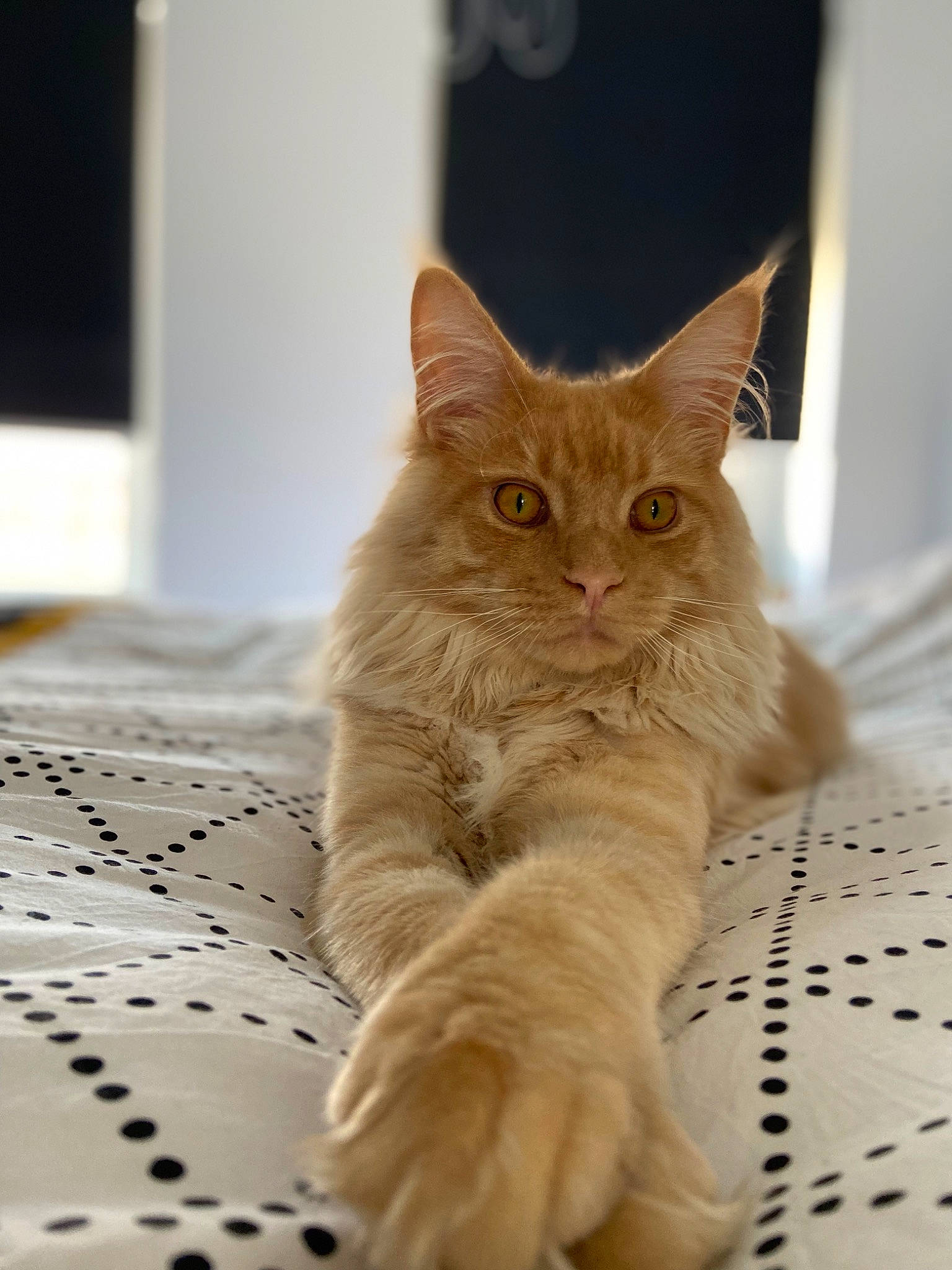 Spirou a rejoint le concours — aidez-le/la à gagner de superbes lots ! carnivore, cat, claw, comfort, domestic_short_haired_cat, fawn, felidae, flooring, fur, hardwood, paw, sitting, small_to_medium_sized_cats, snout, tail, terrestrial_animal, whiskers, window, wood