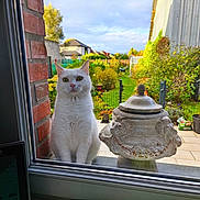 Cat Orze a rejoint le concours — aidez-le/la à gagner de superbes lots ! cat, white_cat, window, glass, garden, greenery, outdoor, decorative_urn, brick_wall, patio, plants, fence, daylight, curious, animal, pet, nature, backyard, green, sky