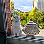 cat, white_cat, window, glass, garden, greenery, outdoor, decorative_urn, brick_wall, patio, plants, fence, daylight, curious, animal, pet, nature, backyard, green, sky