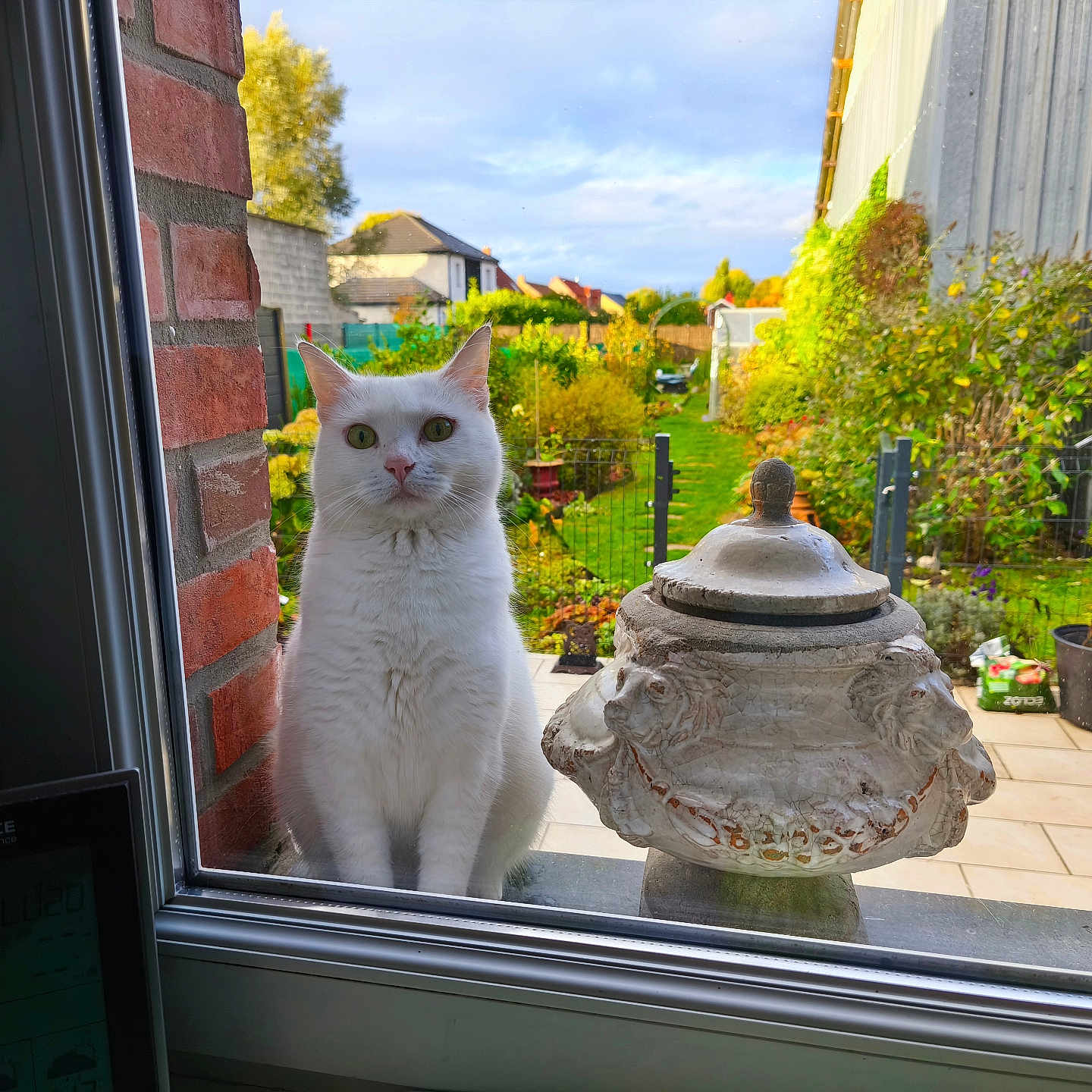 Cat Orze a rejoint le concours — aidez-le/la à gagner de superbes lots ! animal, backyard, brick_wall, cat, curious, daylight, decorative_urn, fence, garden, glass, green, greenery, nature, outdoor, patio, pet, plants, sky, white_cat, window