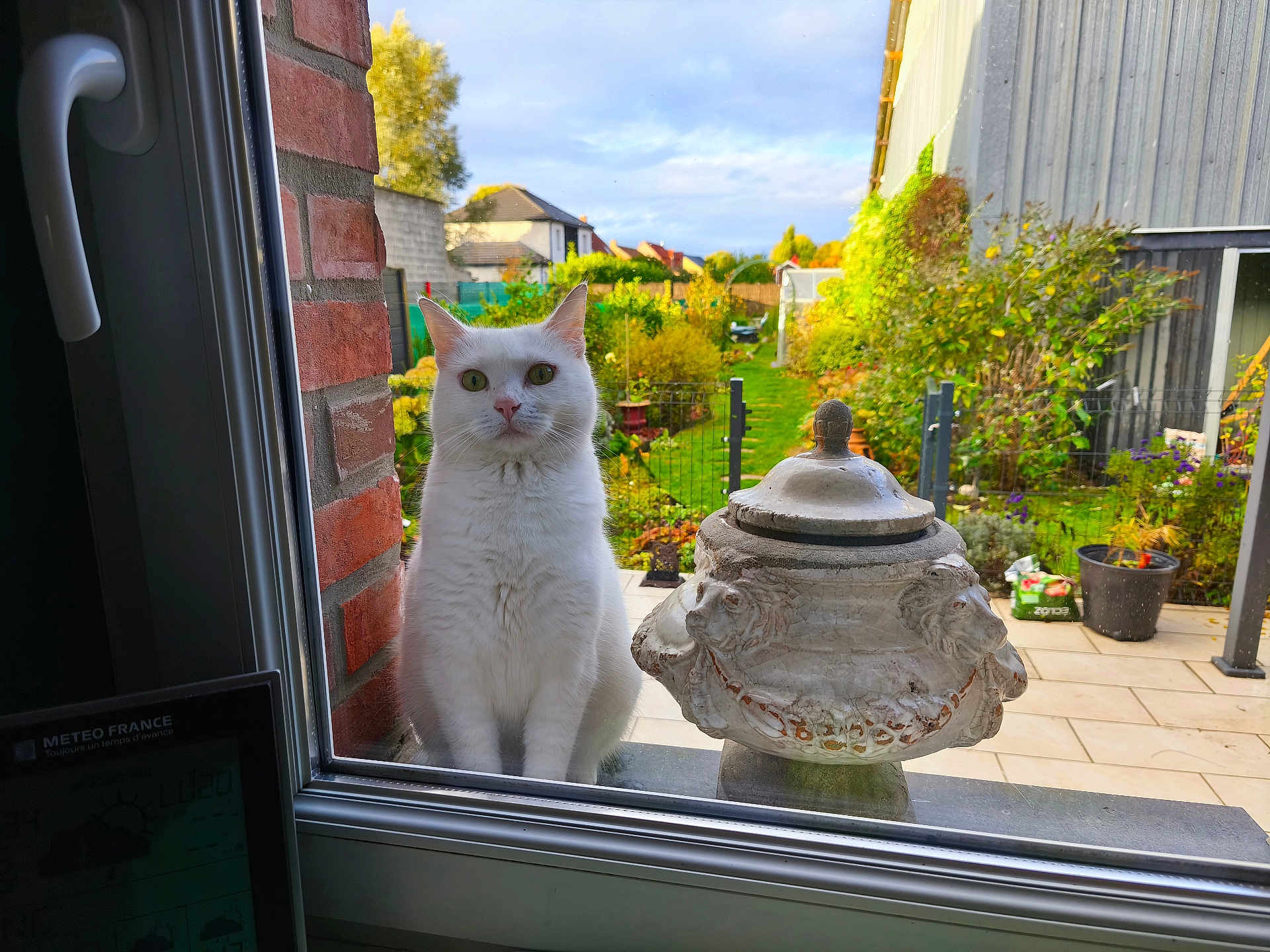Cat Orze a rejoint le concours — aidez-le/la à gagner de superbes lots ! cat, white_cat, window, glass, garden, greenery, outdoor, decorative_urn, brick_wall, patio, plants, fence, daylight, curious, animal, pet, nature, backyard, green, sky