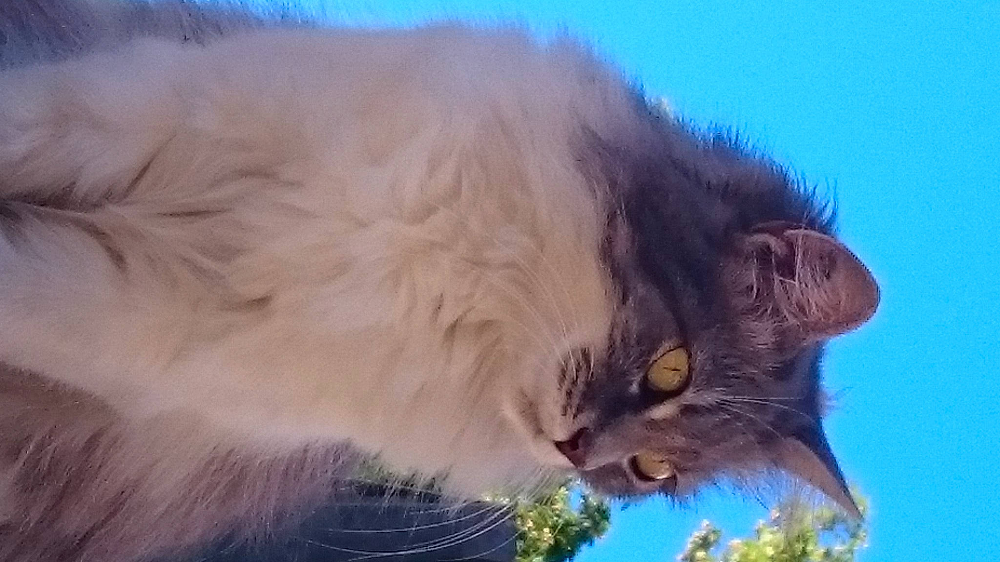 Grisouille participe au concours pour gagner de l'argent avec cette photo : bird_of_prey, british_longhair, carnivore, cat, cloud, fawn, felidae, fur, grass, hair, sky, small_to_medium_sized_cats, snout, tail, terrestrial_animal, whiskers, wildlife