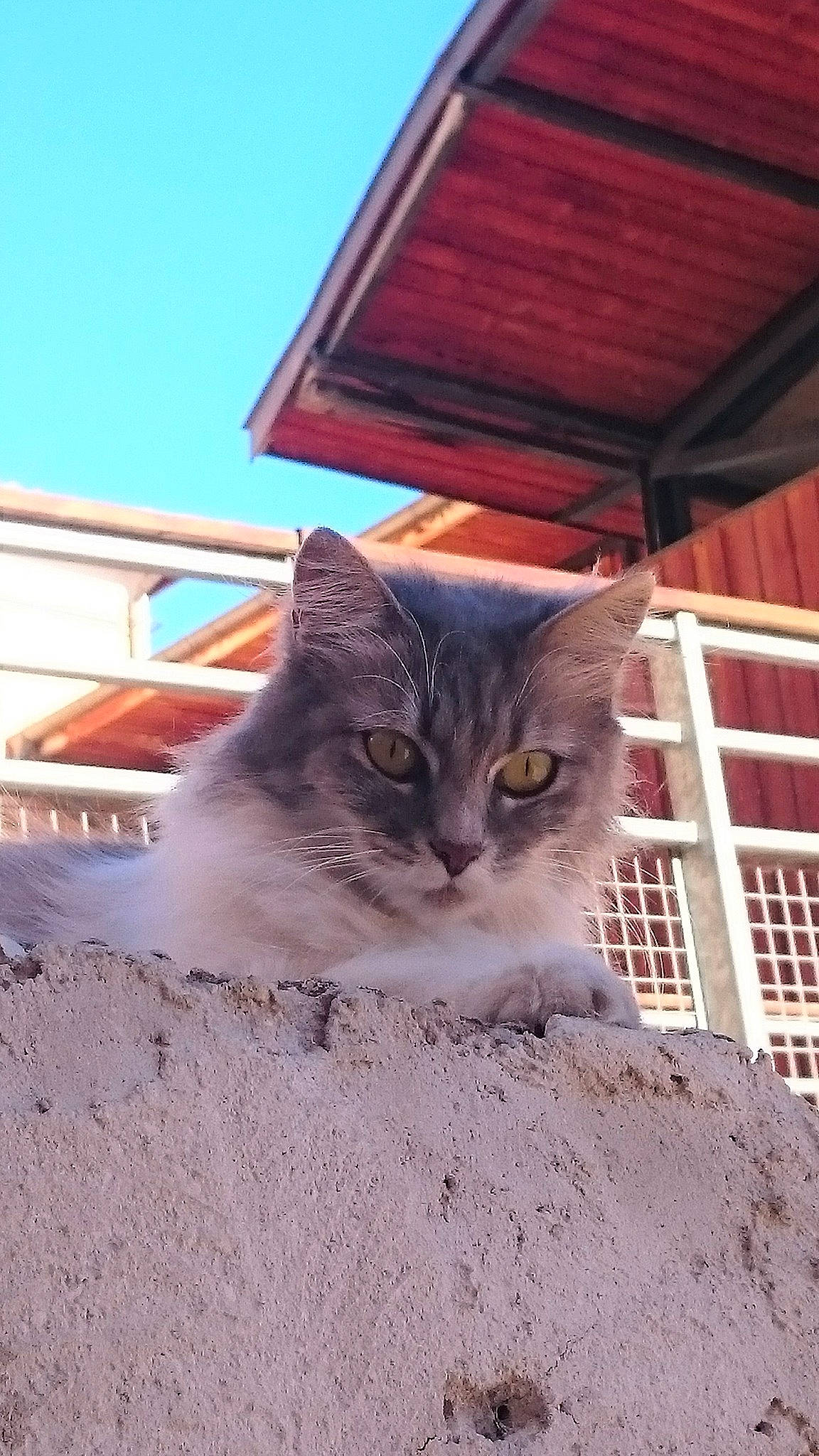 Grisouille participe au concours pour gagner de l'argent avec cette photo : building, carnivore, cat, daylighting, domestic_short_haired_cat, facade, fawn, felidae, fur, house, paw, porch, roof, sitting, sky, small_to_medium_sized_cats, tree, whiskers, window, wood