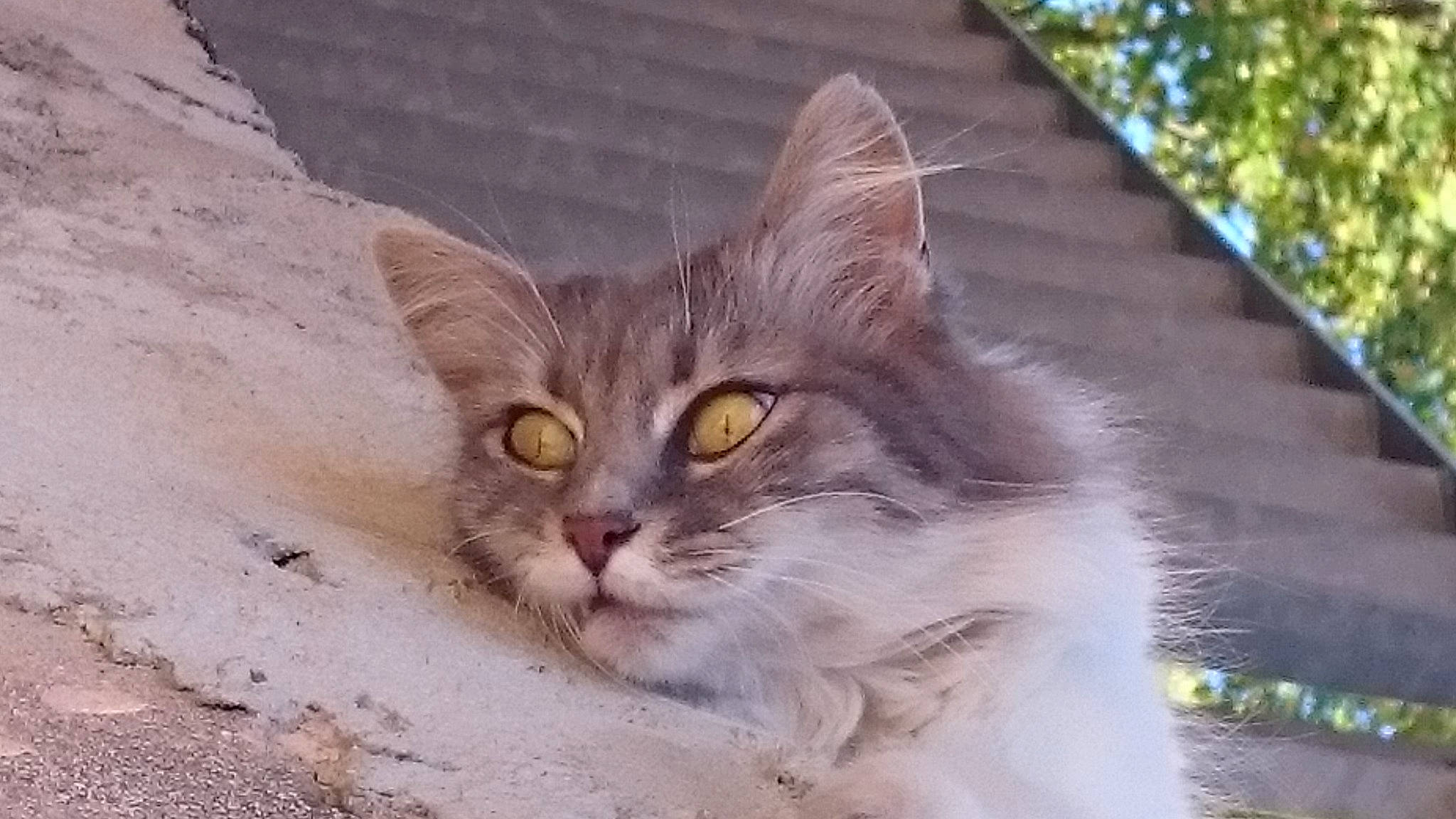 Grisouille a rejoint le concours — aidez-le/la à gagner de superbes lots ! carnivore, cat, domestic_short_haired_cat, door, eye, fawn, felidae, fur, grass, plant, small_to_medium_sized_cats, snout, terrestrial_animal, tree, whiskers, wildlife, window