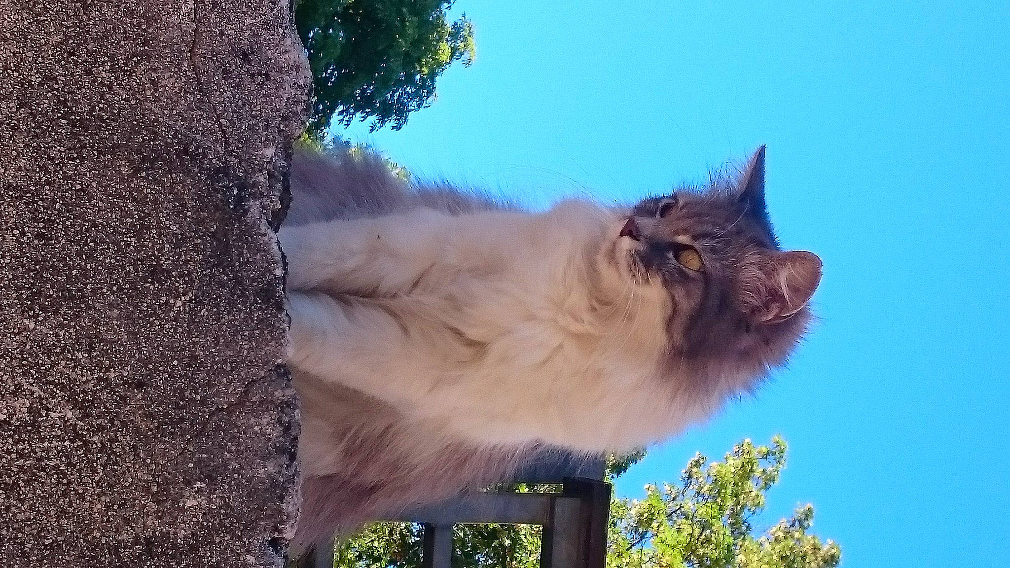 Grisouille a rejoint le concours — aidez-le/la à gagner de superbes lots ! canidae, carnivore, eye, fawn, felidae, fur, grass, landscape, marsupial, palm_tree, plant, sky, small_to_medium_sized_cats, snout, tail, terrestrial_animal, tree, whiskers, wood, working_animal