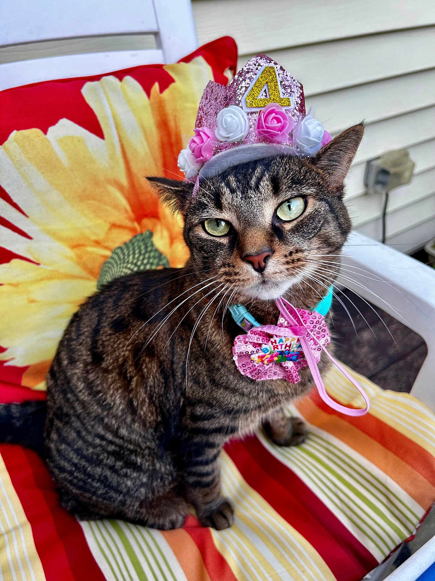 Benny Girl joined the competition — help win amazing prizes! cat, tabby_cat, birthday_hat, birthday_crown, pink_bow, flower_pillow, striped_cushion, chair, outdoor, pet, feline, celebration, number_4, close_up, whiskers, green_eyes, fur, portrait, house_siding, accessory