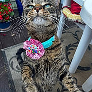 Benny Girl is registered to the contest to win money with this photo: cat, tabby_cat, collar, birthday_decoration, pet, outdoor, patio, rug, flower_pot, chair, furniture, plant, close_up, animal, whiskers, green_eyes, curious, raised_paws, striped_fur, domestic_cat