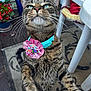 cat, tabby_cat, collar, birthday_decoration, pet, outdoor, patio, rug, flower_pot, chair, furniture, plant, close_up, animal, whiskers, green_eyes, curious, raised_paws, striped_fur, domestic_cat