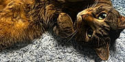 Benny Girl joined the competition — help win amazing prizes! cat, tabby, pet, animal, fur, whiskers, paws, carpet, blue_carpet, lying_down, closeup, indoor, cute, curious, eyes, relaxed, fluffy, mammal, feline, domestic_cat