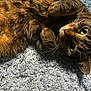 cat, tabby, pet, animal, fur, whiskers, paws, carpet, blue_carpet, lying_down, closeup, indoor, cute, curious, eyes, relaxed, fluffy, mammal, feline, domestic_cat