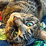 Benny Girl joined the competition — help win amazing prizes! cat, tabby, close_up, green_eyes, whiskers, pet, animal, feline, lying_down, quilt, colorful, fabric, texture, indoor, cute, curious, fur, face, portrait, resting
