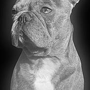 Turbo a rejoint le concours — aidez-le/la à gagner de superbes lots ! dog, french_bulldog, portrait, black_and_white, pet, animal, fur, ears, face, muscular, closeup, expression, canine, muzzle, whiskers, background, studio, looking_away, domestic_animal, companion