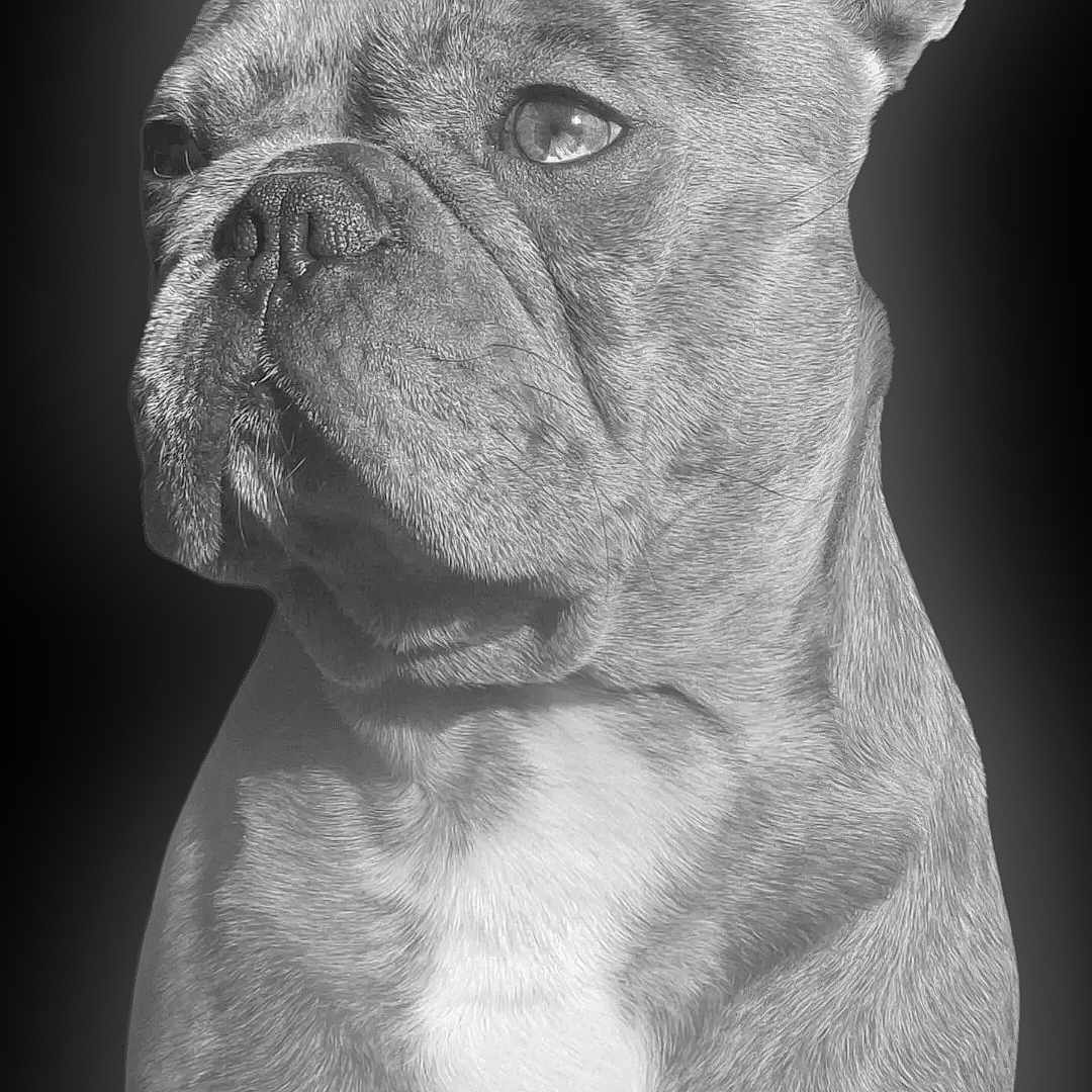 Turbo a rejoint le concours — aidez-le/la à gagner de superbes lots ! animal, background, black_and_white, canine, closeup, companion, dog, domestic_animal, ears, expression, face, french_bulldog, fur, looking_away, muscular, muzzle, pet, portrait, studio, whiskers