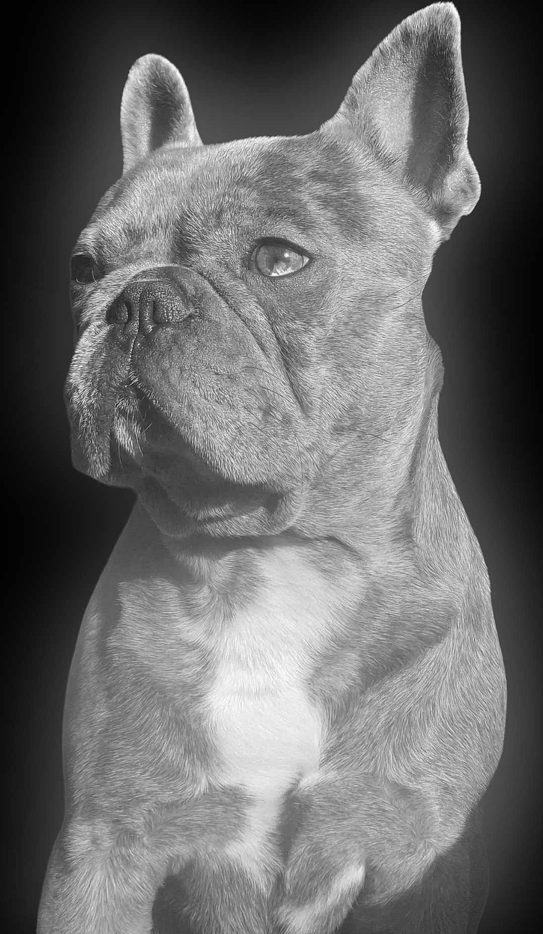 Turbo a rejoint le concours — aidez-le/la à gagner de superbes lots ! dog, french_bulldog, portrait, black_and_white, pet, animal, fur, ears, face, muscular, closeup, expression, canine, muzzle, whiskers, background, studio, looking_away, domestic_animal, companion