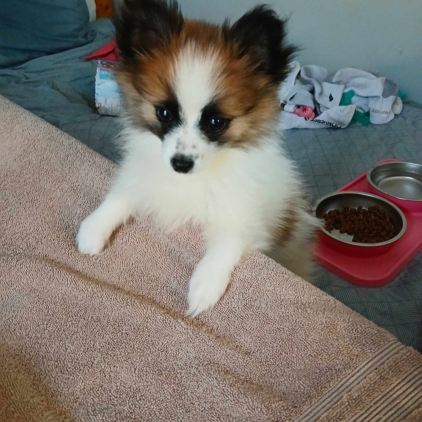 Gord Downie is registered to the contest to win money with this photo: animal, bed, bedroom, canine, cockerspaniel, couch, cushion, dog, eskimodog, furniture, herbal, herbs, homedecor, indoors, papillon, pet, plant, pottedplant, puppy, soil