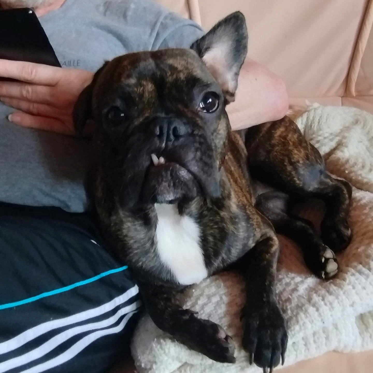 Ulysse a rejoint le concours — aidez-le/la à gagner de superbes lots ! animal, boxer, bulldog, canine, cat, clothing, couch, cushion, dog, face, frenchbulldog, furniture, head, homedecor, person, pet, photography, pitbull, puppy, t_shirt