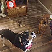 Bailee joined the competition — help win amazing prizes! dog, pets, indoor, wooden_floor, brown_dog, black_and_white_dog, harness, cabinet, floor_vent, box, looking_up, ears_up, domestic, animal, canine, curious, two_dogs, home, flooring, room