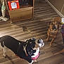 dog, pets, indoor, wooden_floor, brown_dog, black_and_white_dog, harness, cabinet, floor_vent, box, looking_up, ears_up, domestic, animal, canine, curious, two_dogs, home, flooring, room