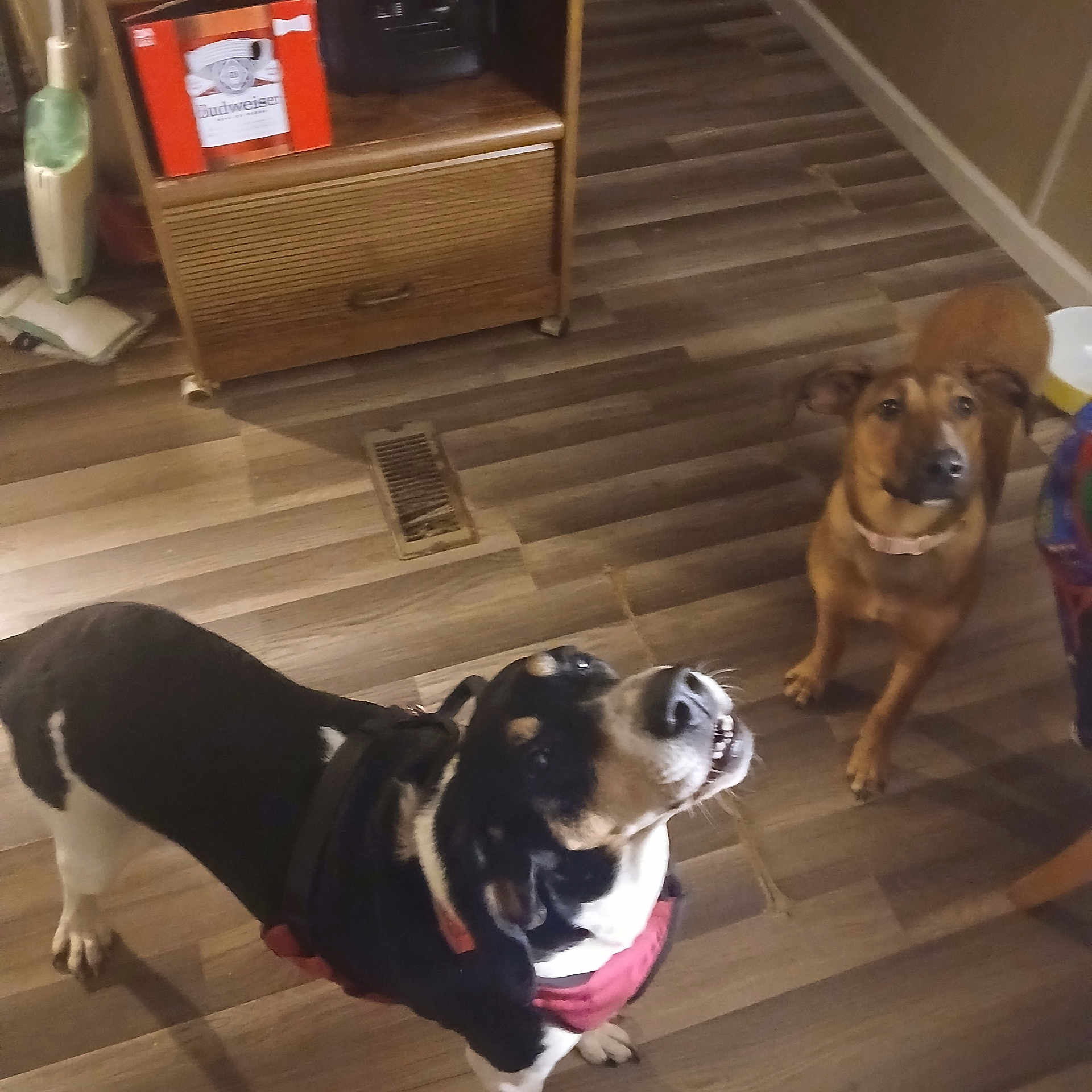 Bailee joined the competition — help win amazing prizes! animal, black_and_white_dog, box, brown_dog, cabinet, canine, curious, dog, domestic, ears_up, floor_vent, flooring, harness, home, indoor, looking_up, pets, room, two_dogs, wooden_floor