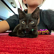 Frijole is registered to the contest to win money with this photo: kitten, black_cat, carpet, person, indoor, tshirt, colorful_text, lying_down, pet, animal, closeup, young_cat, feline, curious, collar, domestic_cat, floor, cute, playful, resting