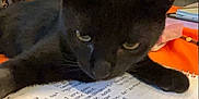 Frijole joined the competition — help win amazing prizes! black_cat, cat, pet, notebook, pen, handwriting, indoor, study, writing, table, orange_decor, furniture, living_room, curious, close_up, animal, domestic_animal, resting, focused, cozy