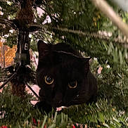 Frijole joined the competition — help win amazing prizes! animal, background, black_cat, cat, christmas, christmas_tree, closeup, curious, cute, decor, eyes, feline, greenery, holiday, indoor, nature, no_human, pet, tree_branch, whiskers