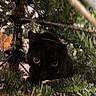 animal, background, black_cat, cat, christmas, christmas_tree, closeup, curious, cute, decor, eyes, feline, greenery, holiday, indoor, nature, no_human, pet, tree_branch, whiskers