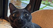 Frijole is registered to the contest to win money with this photo: animal, black_cat, cat, chair, close_up, collar, curious, ears, expression, feline, fur, home, indoor, looking_up, nose, pet, tags, whiskers, wide_eyes, window