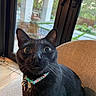 animal, black_cat, cat, chair, close_up, collar, curious, ears, expression, feline, fur, home, indoor, looking_up, nose, pet, tags, whiskers, wide_eyes, window