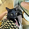 Frijole is registered to the contest to win money with this photo: animal, black_cat, cat, closeup, comfort, cozy, domestic_animal, feline, glass_table, home, indoor, lap, patterned_clothing, person, pet, placemat, relaxed, seated, wooden_floor, yellow_eyes