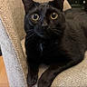 Frijole is registered to the contest to win money with this photo: animal, beige_chair, black_cat, caption, cat, chair, close_up, curious, cute, domestic_cat, feline, fur, home, indoor, looking, pet, snapshot, text_overlay, whiskers, wide_eyes
