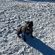 Urus participe au concours pour gagner de l'argent avec cette photo : animal, canine, cold, daylight, dog, ears, field, fur, happy, jacket, muzzle, nature, outdoor, pet, playful, shadow, smiling, snow, sunlight, winter