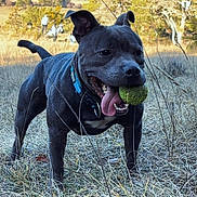 Urus participe au concours pour gagner de l'argent avec cette photo : dog, ball, tongue, grass, field, outdoor, collar, pet, playful, chewed, nature, canine, animal, sunlight, ears, happy, mouth, running, active, background_people
